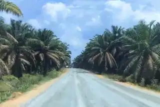 189 Perusahaan Sawit di Riau Belum Bangun Plasma, ini Sebarannya