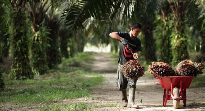 Ini Daftar 189 Perusahaan Sawit yang Belum Bangun Kebun Plasma di Riau