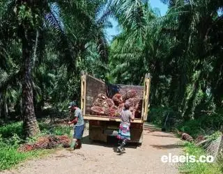 Soal Realisasi Kebun 20%, Gapki Riau: Masyarakat Maunya Kek Gitu