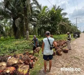 Segini Rata-Rata Harga Sawit Swadaya di Sumut