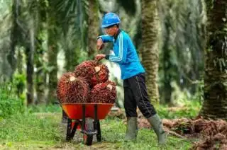 Harga TBS Sumbar Susul Sumut, Bengkulu Kapan?