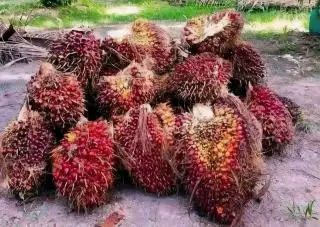 Harga TBS Kelapa Sawit di Mukomuko Turun, Berbeda dengan Sumbar dan Sumut