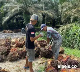 Harga Sawit di Sumbar Nanjak Terus, Kini Rp3.044,68/Kg