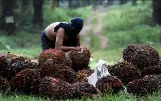 Pencurian TBS Kelapa Sawit Masih Marak di Bengkulu, Ini Solusinya