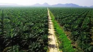 Ternyata Punya Kebun Sawit Tak Seindah yang Dibayangkan, Ini Alasannya!