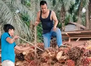 Pasca Lebaran Harga TBS Kelapa Sawit Bukannya Naik Malah Turun, Ini Penyebabnya!