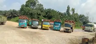 Makin Dalam, Harga TBS di Riau Anjlok Lagi Hari ini