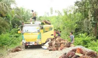 Pilihan Ketiga Petani Sawit