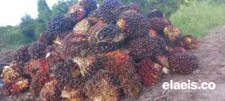 Oalah, Harga Sawit Turun di Setiap Daerah Sumut