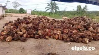 Melorot Lagi, Harga Sawit di Kalbar Pekan Ini Rp2.741,78