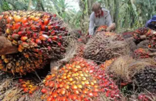 Turun Juga, tapi Harga TBS Sawit Mitra Swadaya di Riau Ungguli Plasma