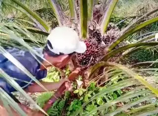 Jasa Petik TBS Kelapa Sawit Menurun