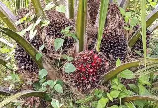 Harga TBS Kelapa Sawit di Bengkulu Masih Stabil