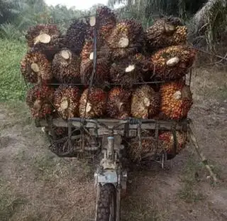 Pendapatan Bersih Petani Sawit Hanya Rp 1.500 per Kilogram