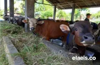 Petani Sawit Jangan Lupa Vaksinasi Sapi