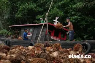 Naik Lagi, Harga Sawit Sumut Rp2.836,70/Kg