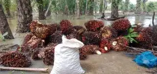 PKS Beli TBS Masih Dibawah Ketetapan Harus Ditindak