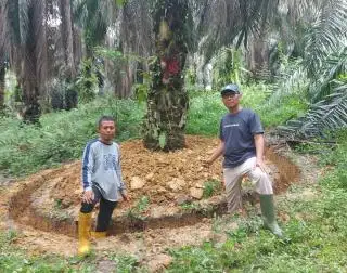 Belum Ada Penelitian Ilmiah, Tapi Tahapan Ini Berhasil Pulihkan Sawit Dari Ganoderma