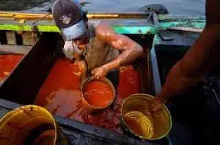 'Tersandung Kerikil', Turun Sangat Tipis Harga CPO Hasil Tender PT KPBN Periode 20 Mei 2024