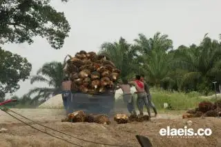 Merosot Terus, Harga Sawit di Sumbar Jadi Segini