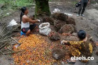 Harga Sawit di Kalbar Bikin Petani Makin Pusing