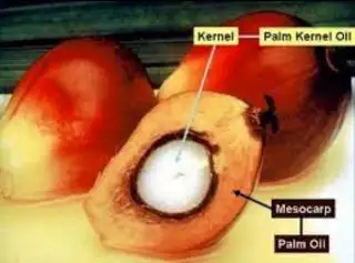Harga Kernel Petani Swadaya di Riau Masih Ungguli Plasma, Simak Daftarnya