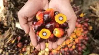 Selalu Macet di Harga Ini, Begini Hasil Tender Palm Kernel Astra Sepekan Terakhir
