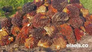 Alhamdulillah, Harga Sawit di Jambi Moncer Lagi