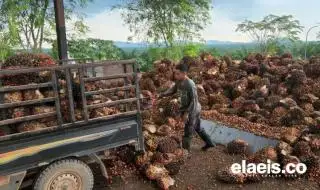 Memperbaiki Penentuan Harga TBS