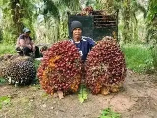Agak Lain Penetapan Harga TBS Mitra Plasma Aceh Periode 27 Juni - 11 Juli 2024