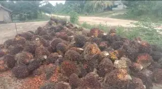 Harga Sawit di Sumsel Naik Jadi Rp2.840.81/Kg