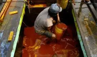 Ternyata Ini yang Bikin Harga CPO Tumbang pada Tender PT KPBN