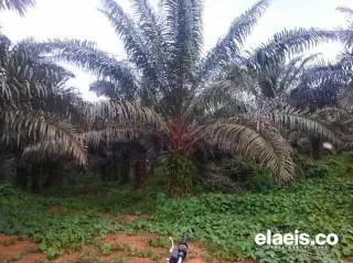 Tanaman Sawit Masih Tergolong Muda, Petani di Agam Rame-rame Ajukan PSR