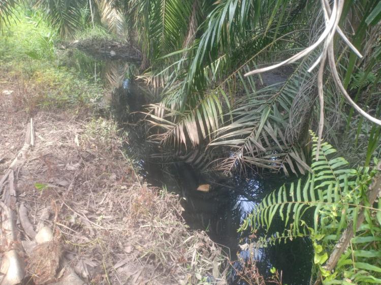Dua Sungai di Ujungbatu Tercemar Limbah, Warga Desak Dua Pabrik Sawit Diusut