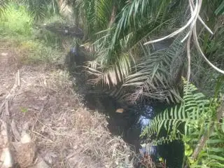 Dua Sungai di Ujungbatu Tercemar Limbah, Warga Desak Dua Pabrik Sawit Diusut