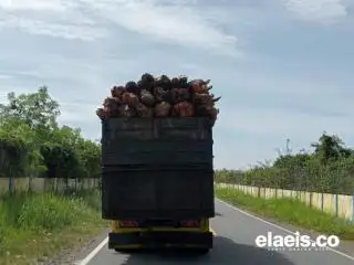 Periode 26 Juli - 1 Agustus 2024, Harga Sawit di Jambi Naik Tipis