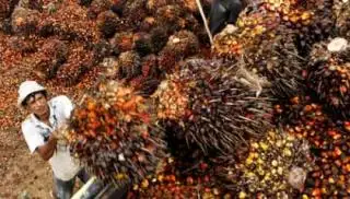 Meroket, Harga TBS Sawit Plasma Riau Dibanderol Rp 3.115/Kg