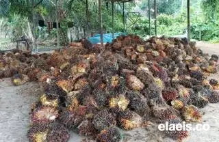 Oalah, Periode Pertama Agustus, Harga TBS Sawit di Babel Turun