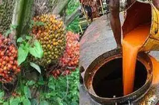 Mendung Selimuti Harga CPO Hasil Tender PT KPBN Periode 13 Agustus 2024