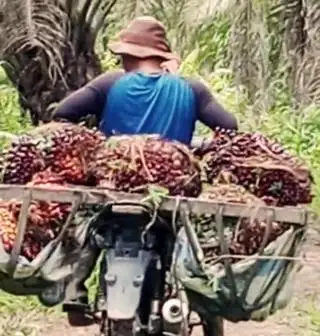 Kembali Naik Harga CPO Hasil Tender PT KPBN Periode 19 Agustus 2024