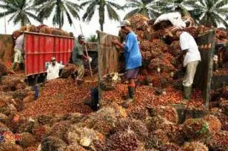 Harga TBS Sawit di Riau Masih Berfluktuasi
