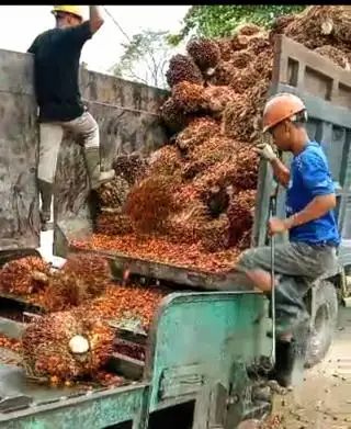 Selain EUDR, Ternyata Sawit Harus Hadapi  2 Regulasi Lain dari Uni Eropa