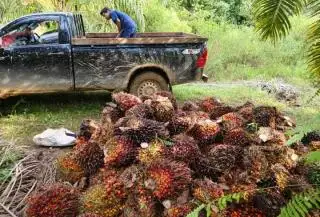 Harga Sawit di Kalteng Turun Tipis, Berikut Daftarnya