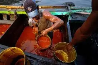 Harga CPO Rebound ke Rp 14.000 Berdasarkan Hasil Tender PT KPBN Periode 2 Oktober 2024