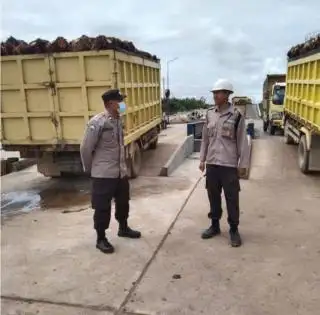 Harga TBS Sawit Kalteng Periode II September 2024 Turun, Simak Daftarnya