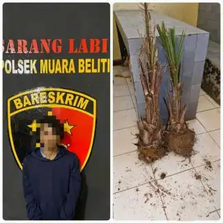 Baru Ditanam Perusahaan, Tiga Sekawan Congkel dan Gondol 60 Bibit Sawit