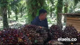 Kisah Putra Bone di Kampung Besok