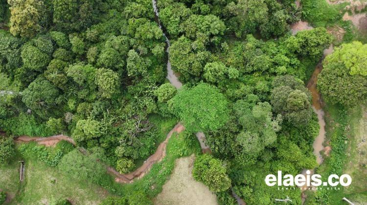Tentang 'Zamrud Tersembunyi' di Kebun Tandun