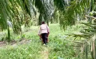 8 Pekan Naik Beruntun, Harga TBS di Sumut Menemui Titik Balik