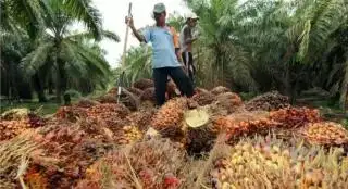 Awal Desember, Harga TBS Sawit di Sumsel Melonjak